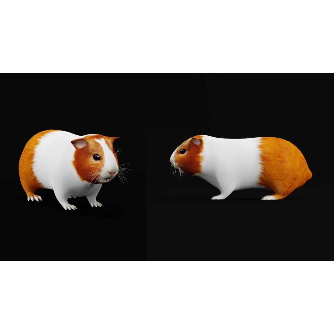 American Guinea Pig 3D Model – Low Poly Rigged Animal with Animations - View 44