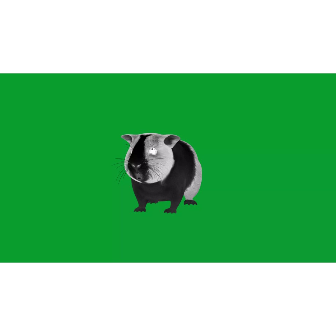 American Guinea Pig 3D Model – Low Poly Rigged Animal with Animations - View 45