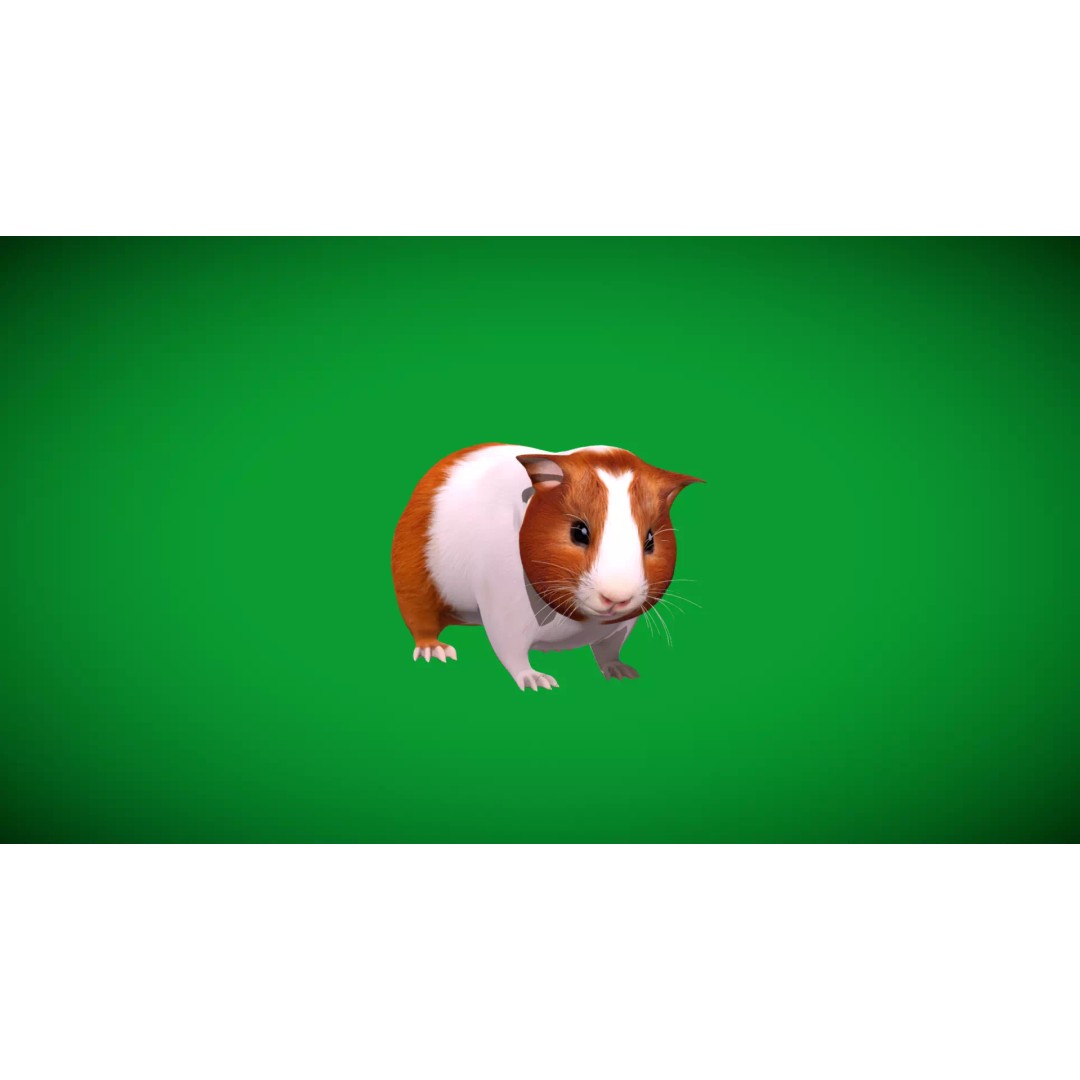 American Guinea Pig 3D Model – Low Poly Rigged Animal with Animations - View 46