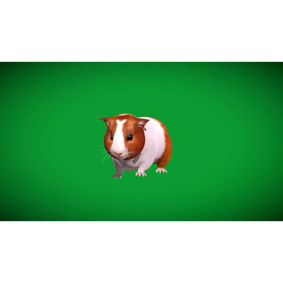 American Guinea Pig 3D Model – Low Poly Rigged Animal with Animations - View 47