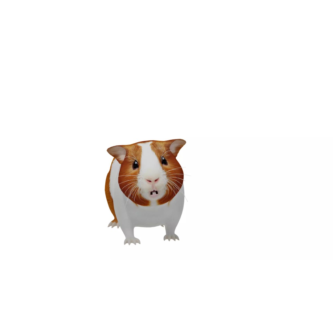 American Guinea Pig 3D Model – Low Poly Rigged Animal with Animations - View 5
