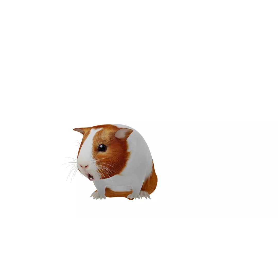 American Guinea Pig 3D Model – Low Poly Rigged Animal with Animations - View 6