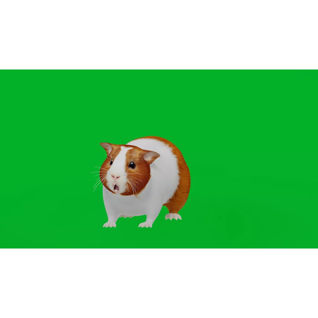 American Guinea Pig 3D Model – Low Poly Rigged Animal with Animations - View 7