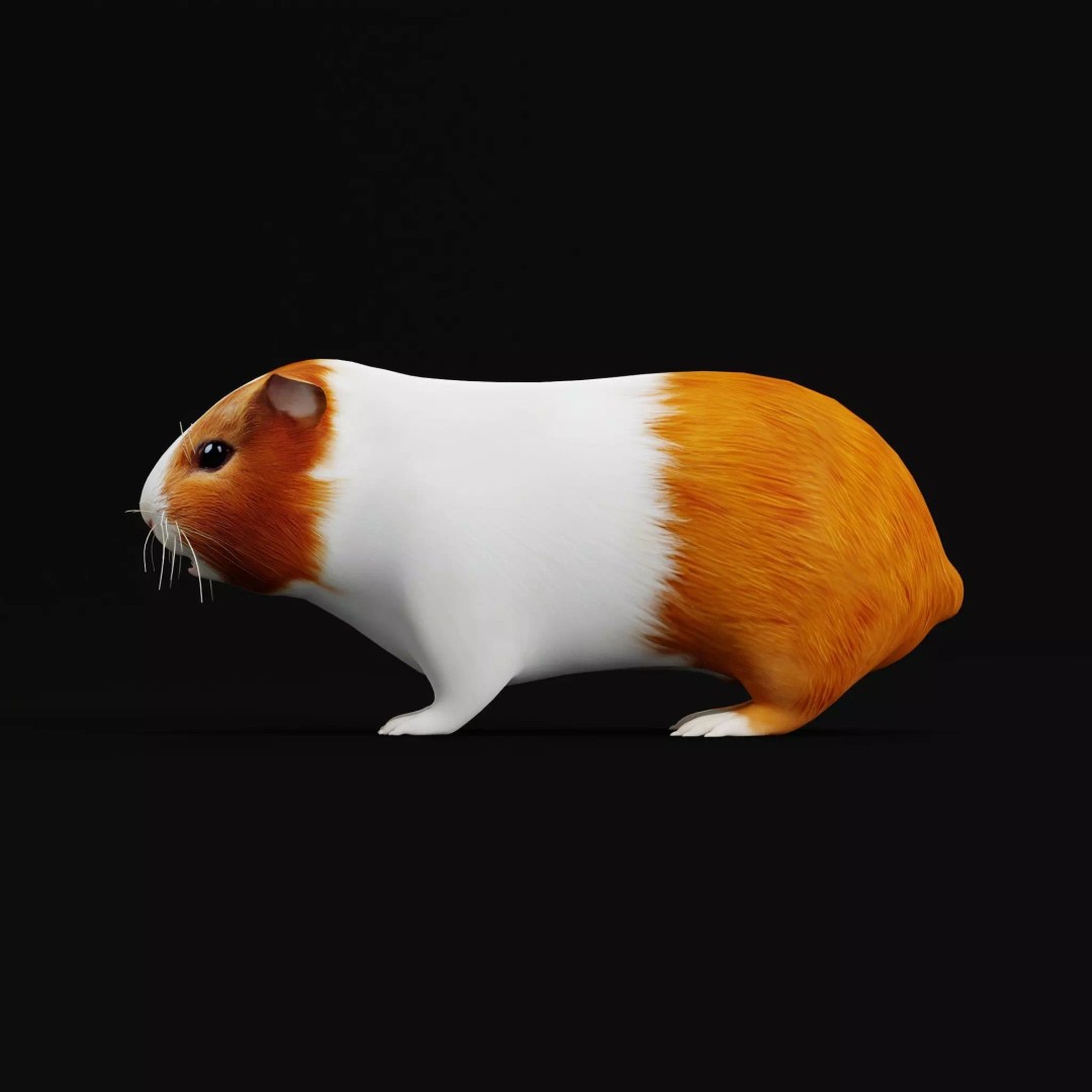 American Guinea Pig 3D Model – Low Poly Rigged Animal with Animations - View 8