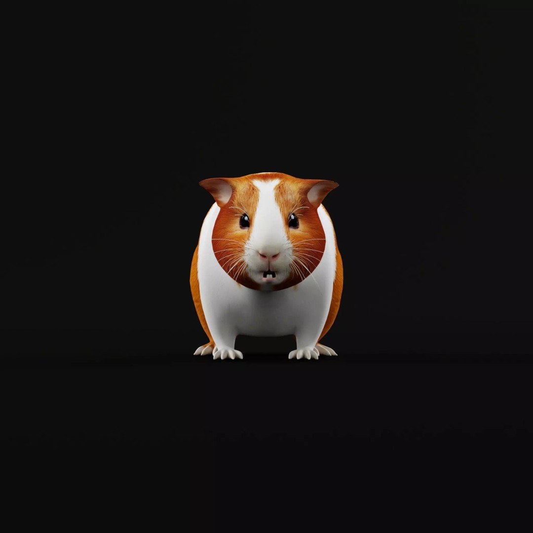 American Guinea Pig 3D Model – Low Poly Rigged Animal with Animations - View 9
