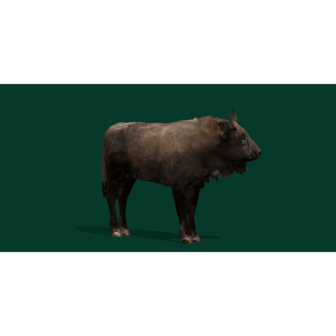 European Bison Calf 3D Model – Low Poly Game Asset, FBX, PBR