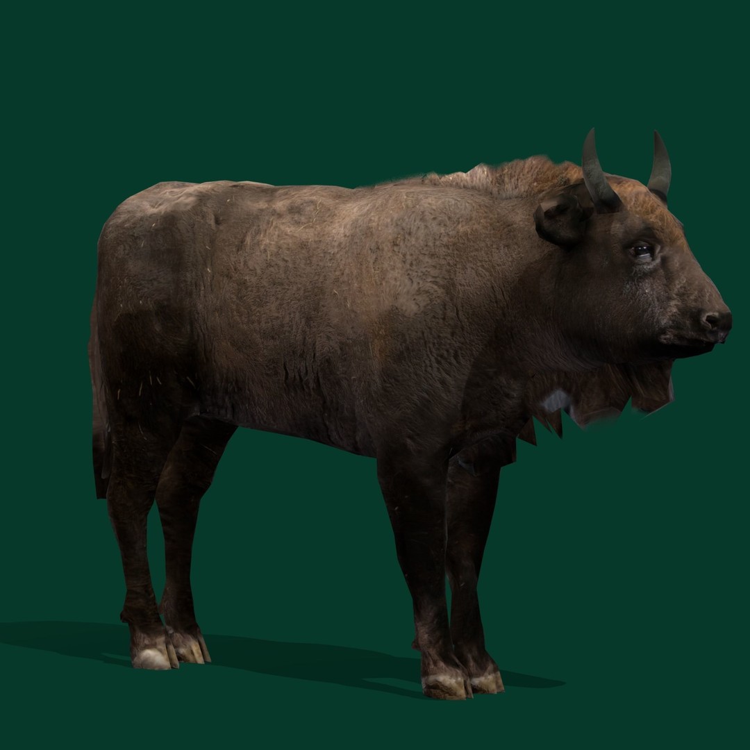 European Bison Calf 3D Model – Low Poly Game Asset, FBX, PBR - View 14