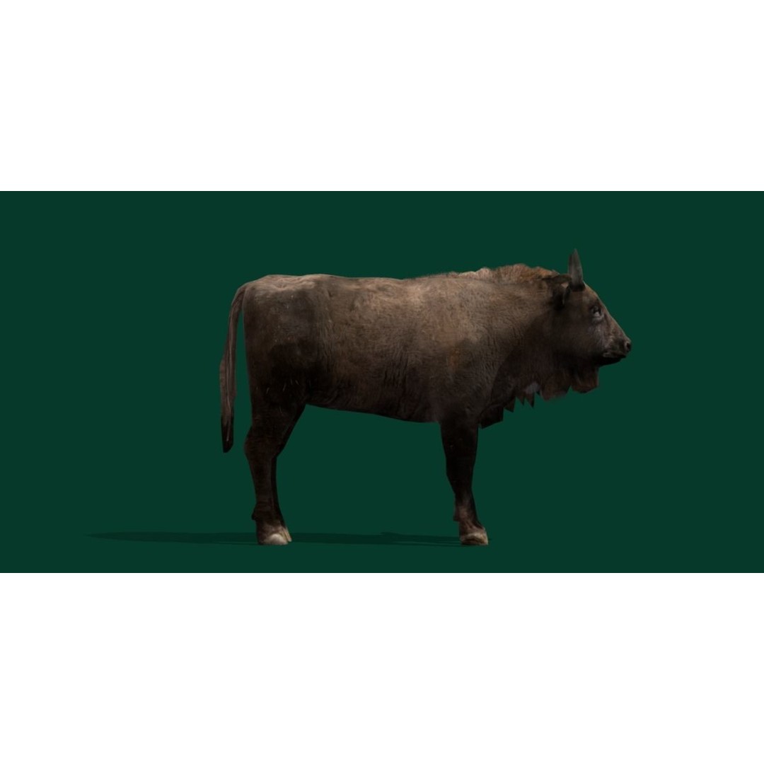European Bison Calf 3D Model – Low Poly Game Asset, FBX, PBR - View 15