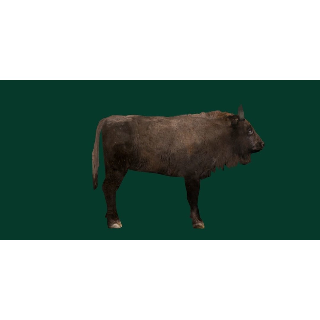 European Bison Calf 3D Model – Low Poly Game Asset, FBX, PBR - View 18