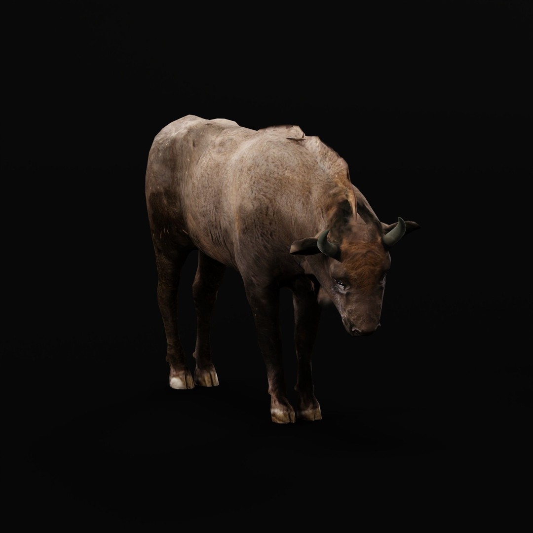 European Bison Calf 3D Model – Low Poly Game Asset, FBX, PBR - View 3