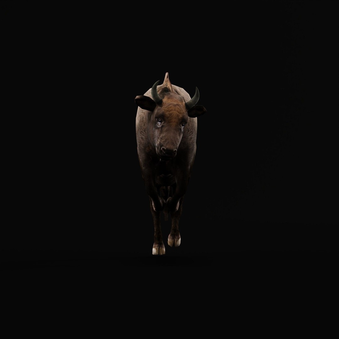 European Bison Calf 3D Model – Low Poly Game Asset, FBX, PBR - View 4