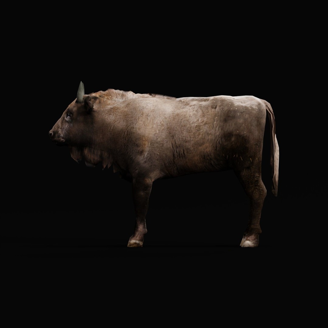 European Bison Calf 3D Model – Low Poly Game Asset, FBX, PBR - View 7