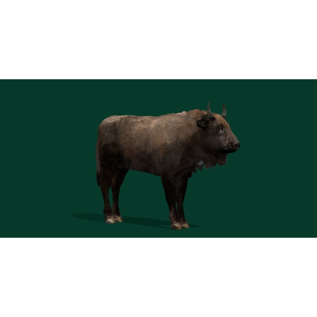 European Bison Calf 3D Model – Low Poly Game Asset, FBX, PBR - View 9