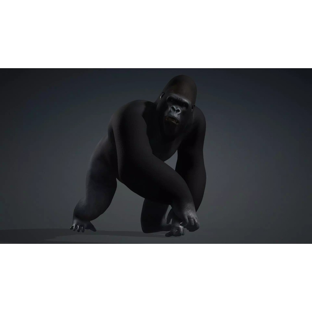 Gorilla-A1 3D Model – Rigged Animated Mammal for Games, FBX - View 16
