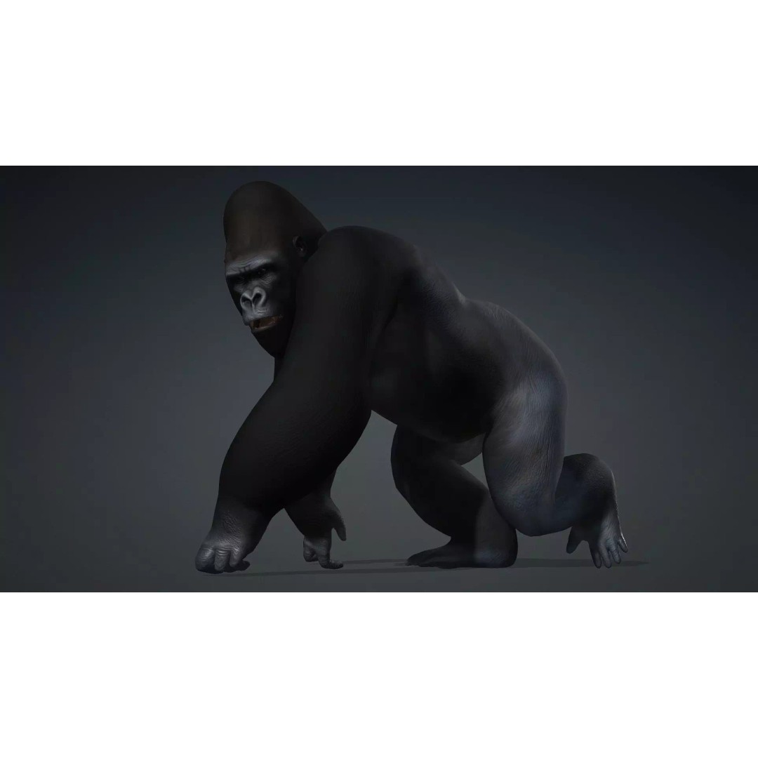 Gorilla-A1 3D Model – Rigged Animated Mammal for Games, FBX - View 17