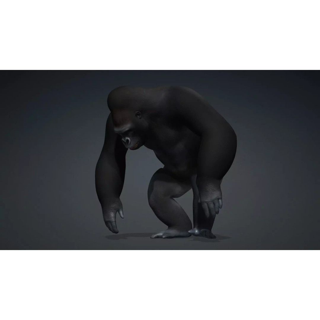 Gorilla-A1 3D Model – Rigged Animated Mammal for Games, FBX - View 6