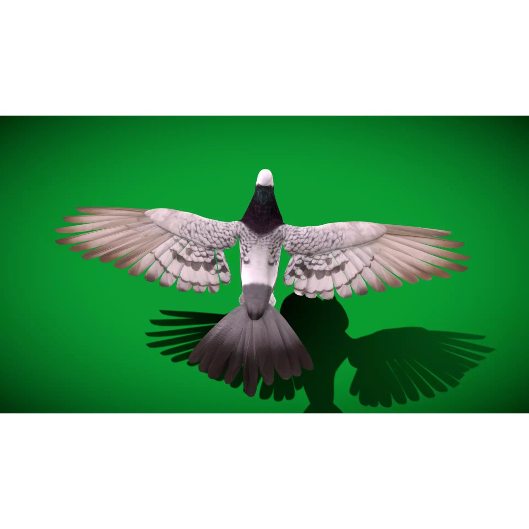 Saxon Monk Pigeon 3D Model – Low Poly Game Ready Asset, FBX