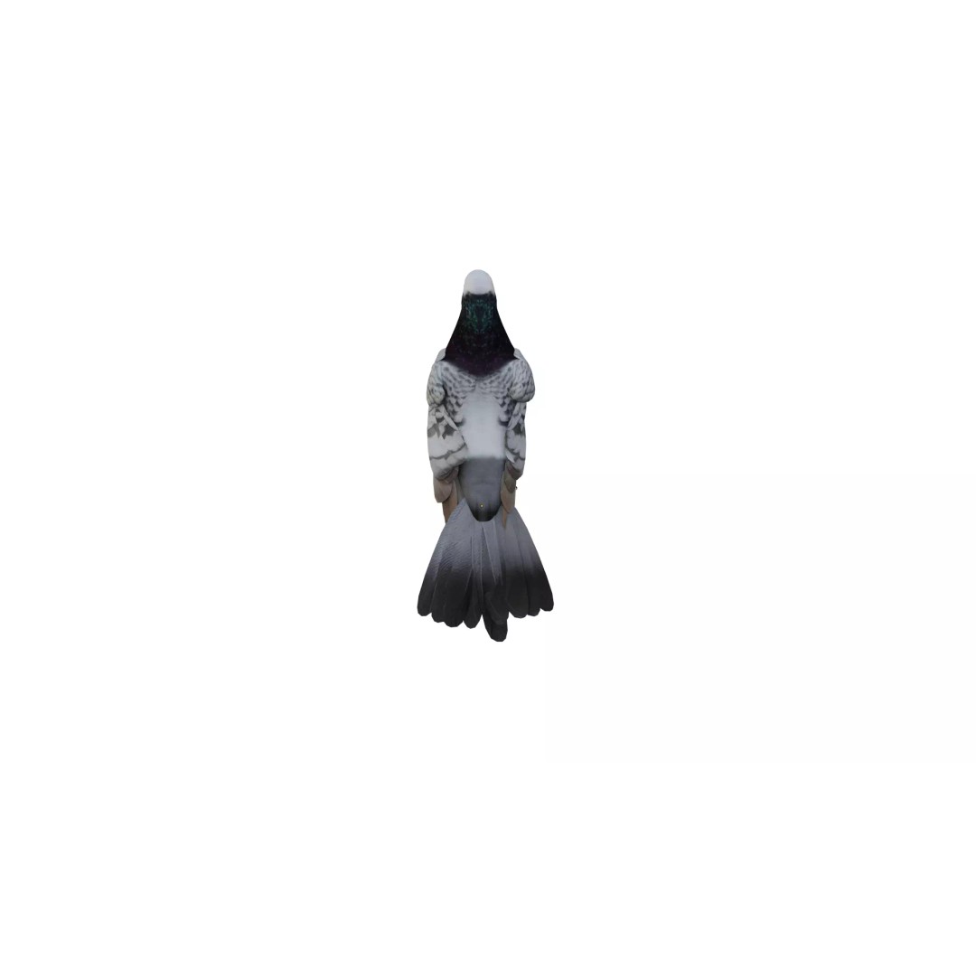 Saxon Monk Pigeon 3D Model – Low Poly Game Ready Asset, FBX - View 10