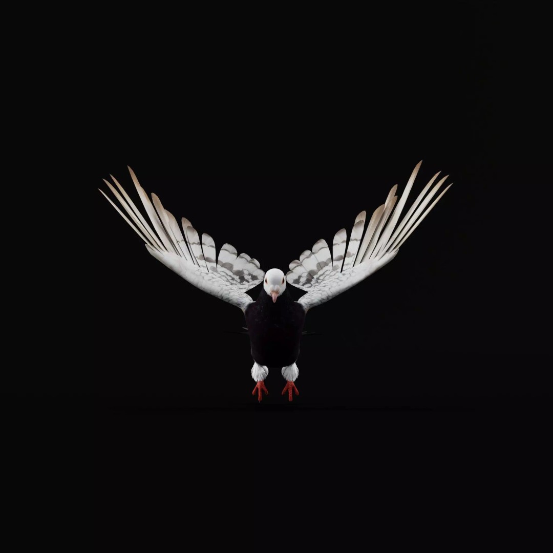 Saxon Monk Pigeon 3D Model – Low Poly Game Ready Asset, FBX - View 11