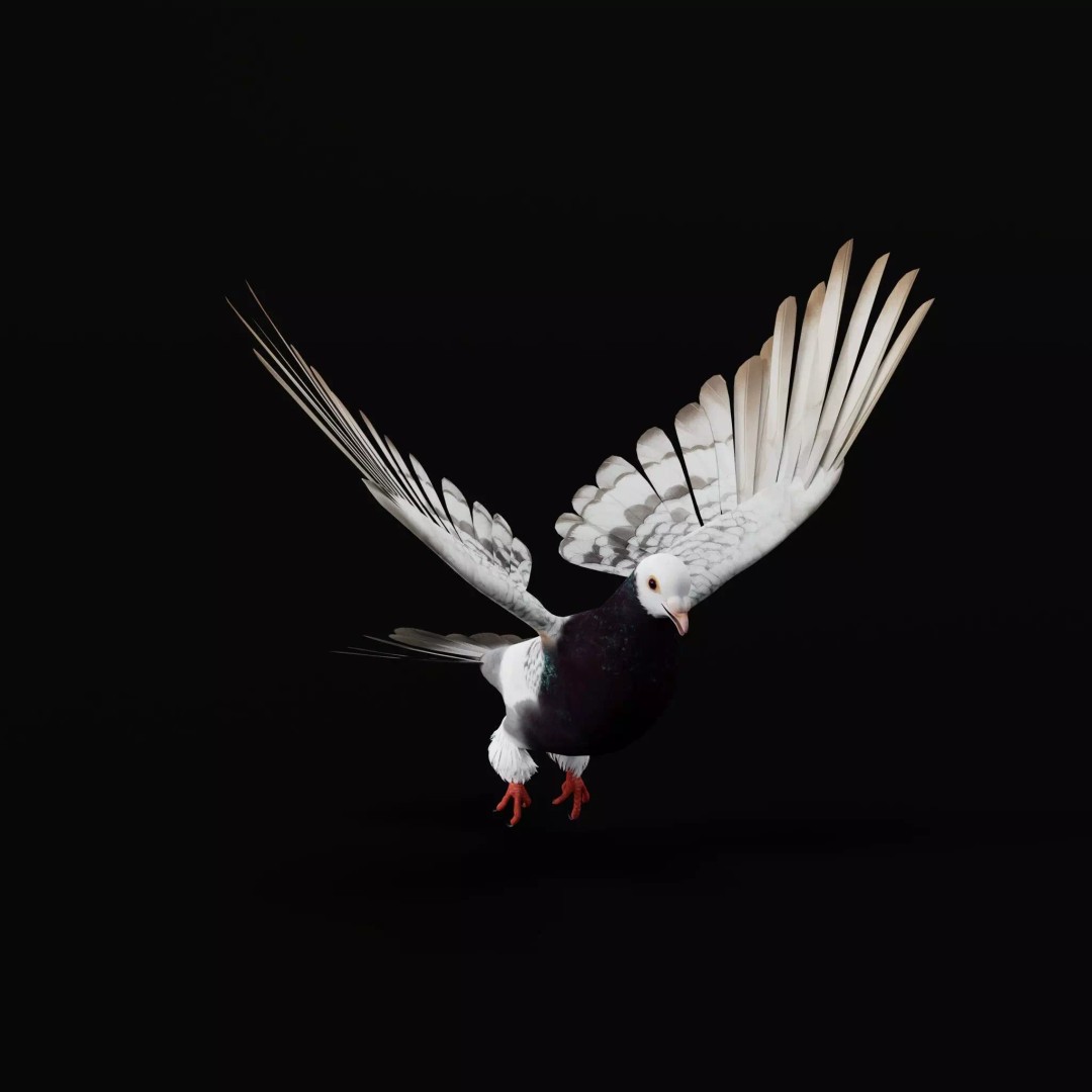 Saxon Monk Pigeon 3D Model – Low Poly Game Ready Asset, FBX - View 12