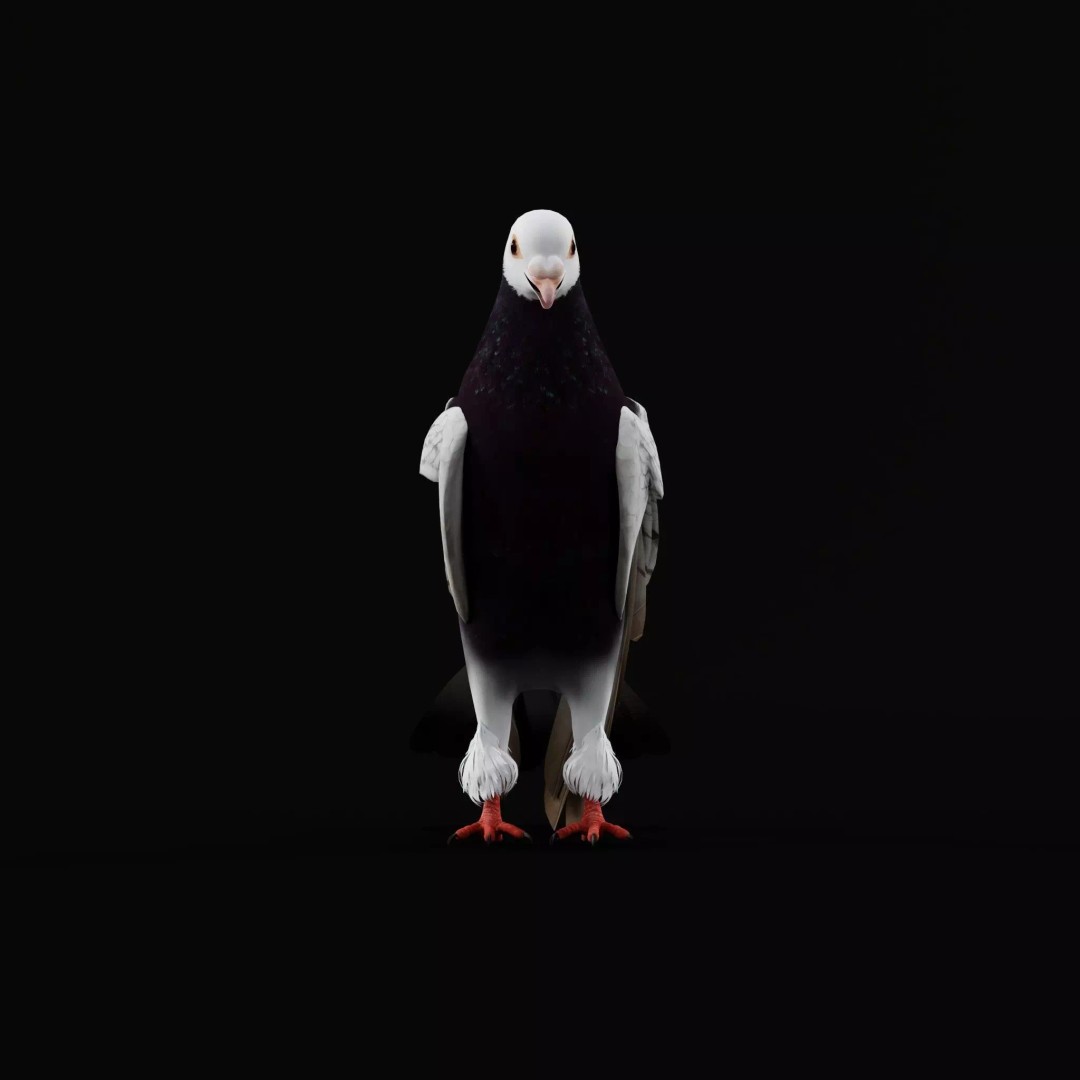 Saxon Monk Pigeon 3D Model – Low Poly Game Ready Asset, FBX - View 13