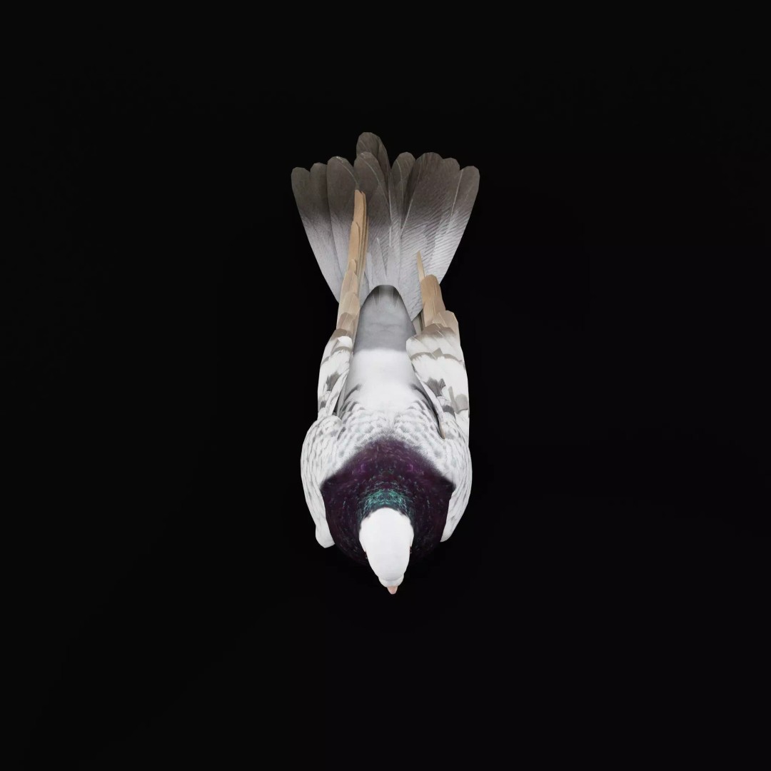Saxon Monk Pigeon 3D Model – Low Poly Game Ready Asset, FBX - View 14
