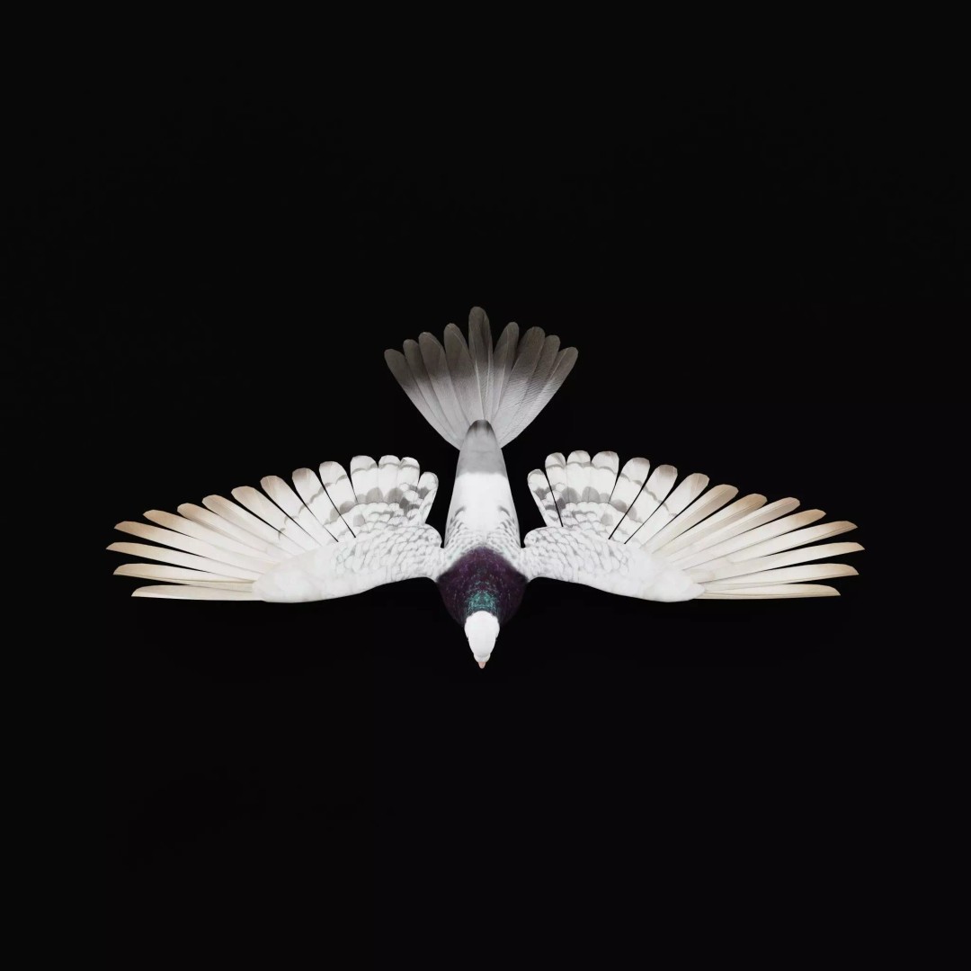 Saxon Monk Pigeon 3D Model – Low Poly Game Ready Asset, FBX - View 15