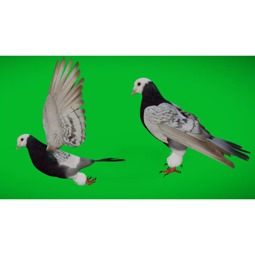 Saxon Monk Pigeon 3D Model – Low Poly Game Ready Asset, FBX - View 2