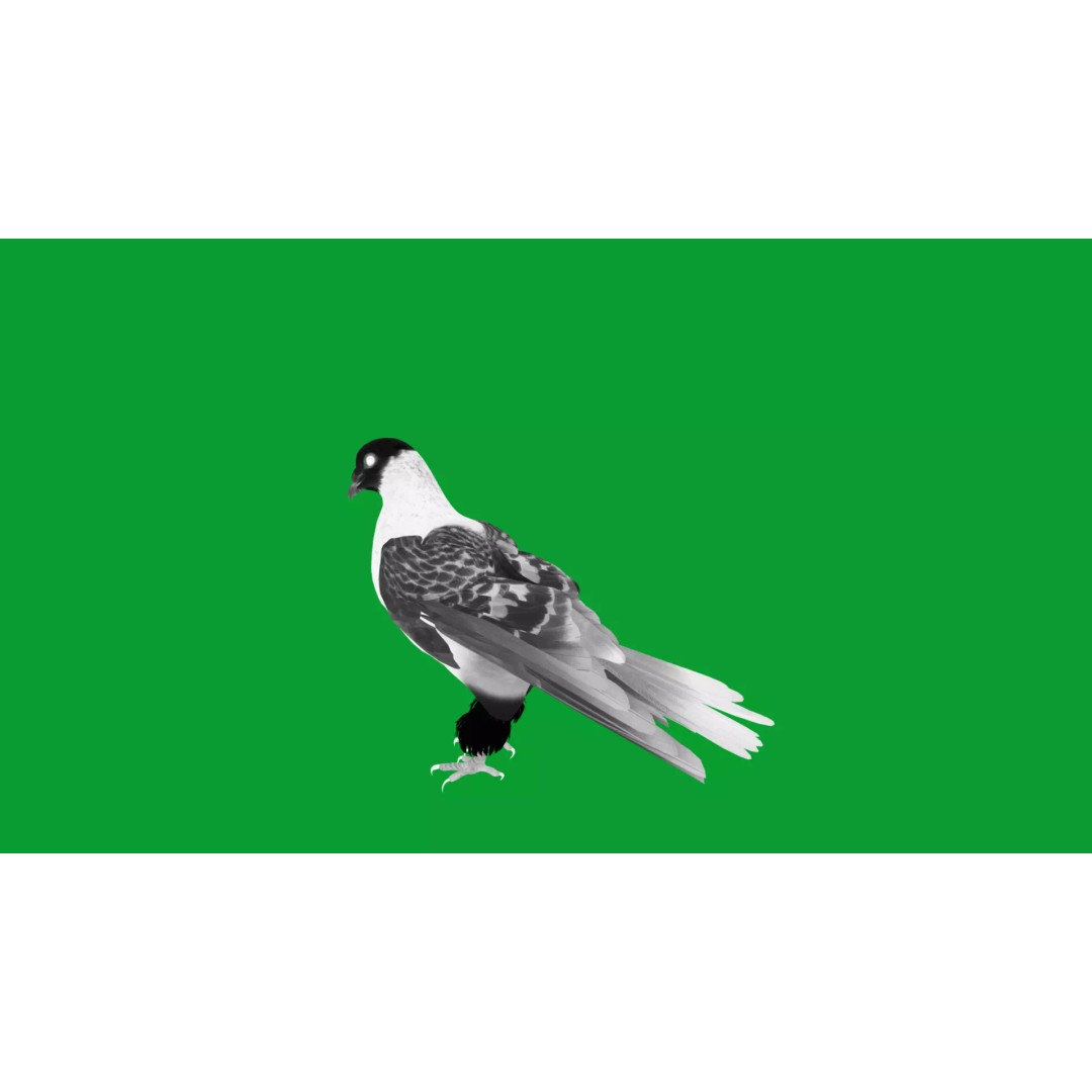 Saxon Monk Pigeon 3D Model – Low Poly Game Ready Asset, FBX - View 23