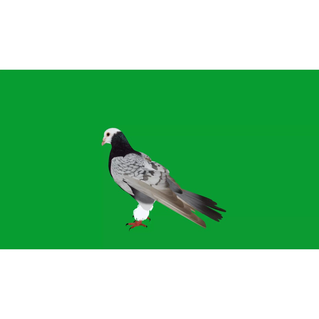 Saxon Monk Pigeon 3D Model – Low Poly Game Ready Asset, FBX - View 25