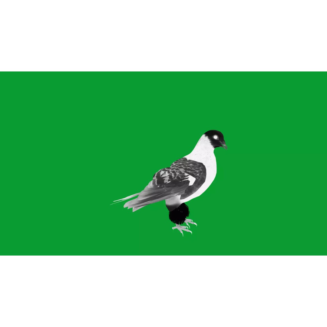 Saxon Monk Pigeon 3D Model – Low Poly Game Ready Asset, FBX - View 26