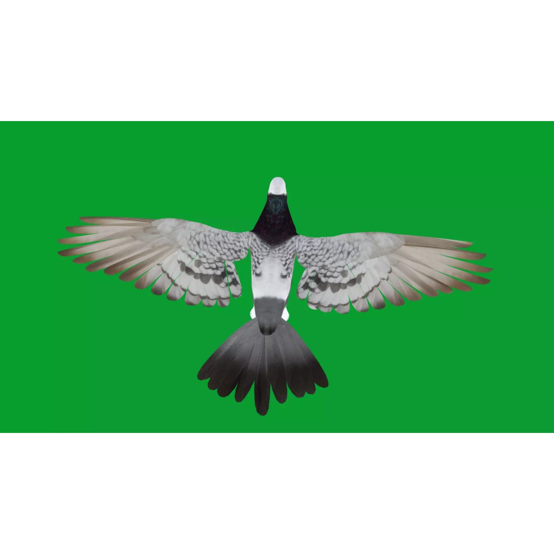 Saxon Monk Pigeon 3D Model – Low Poly Game Ready Asset, FBX - View 28