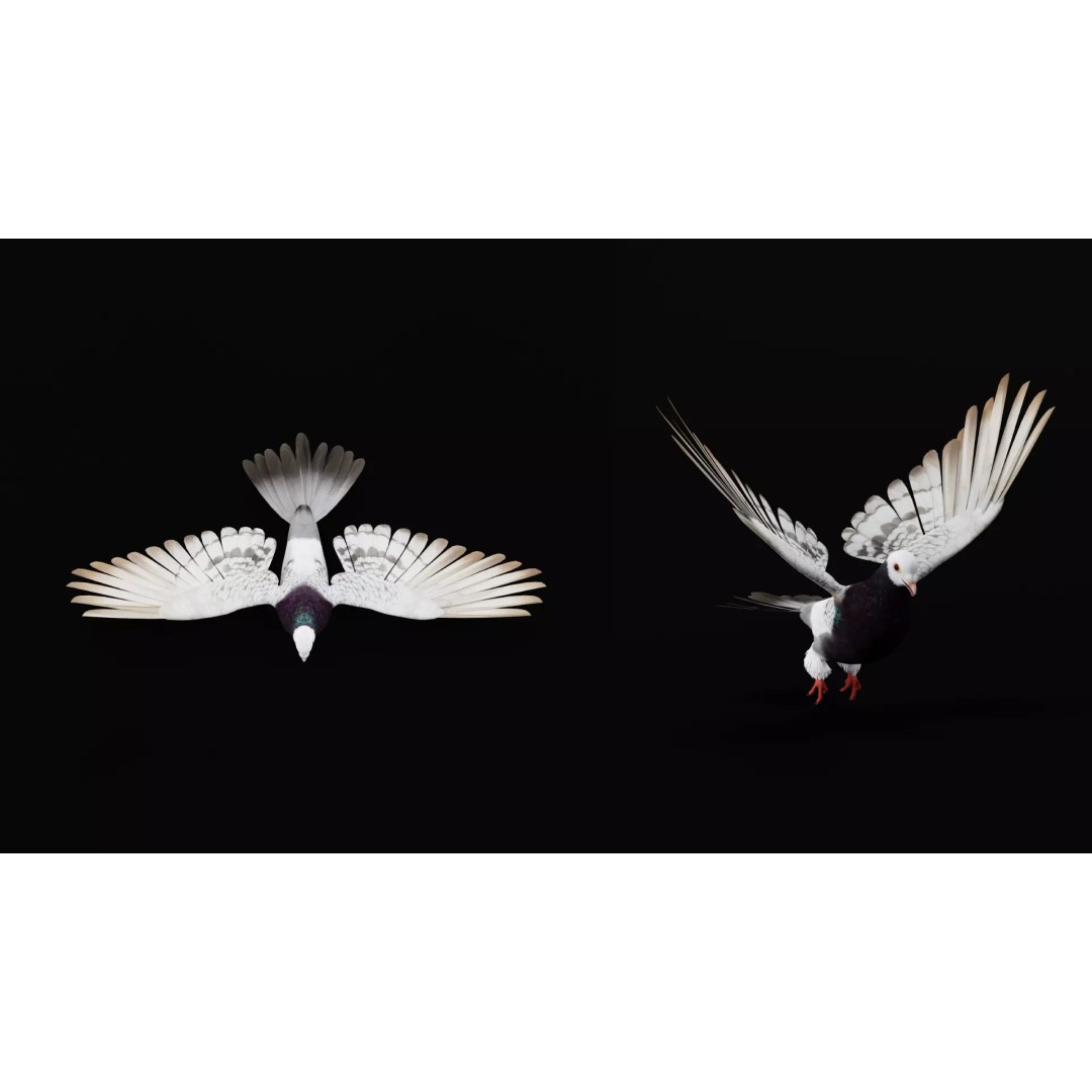 Saxon Monk Pigeon 3D Model – Low Poly Game Ready Asset, FBX - View 29