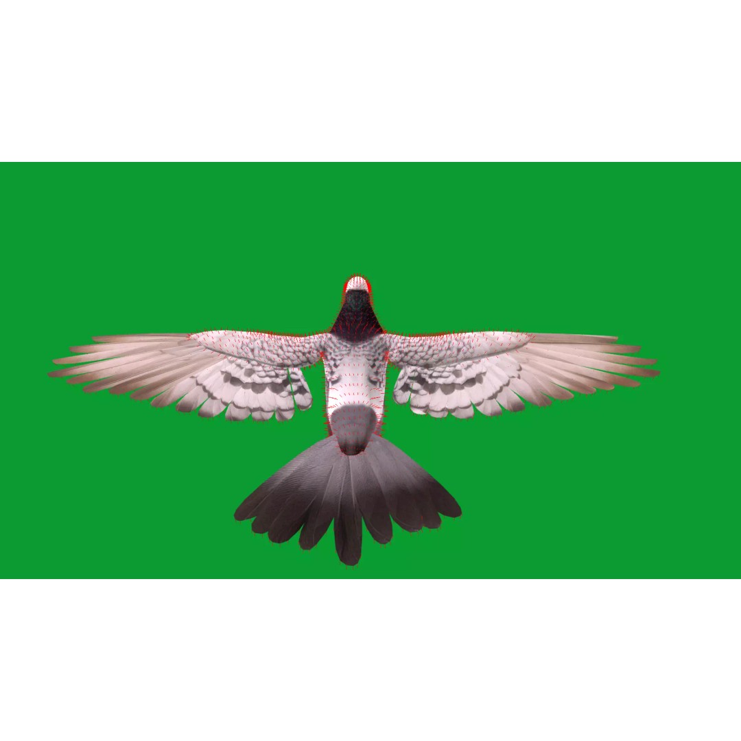 Saxon Monk Pigeon 3D Model – Low Poly Game Ready Asset, FBX - View 36