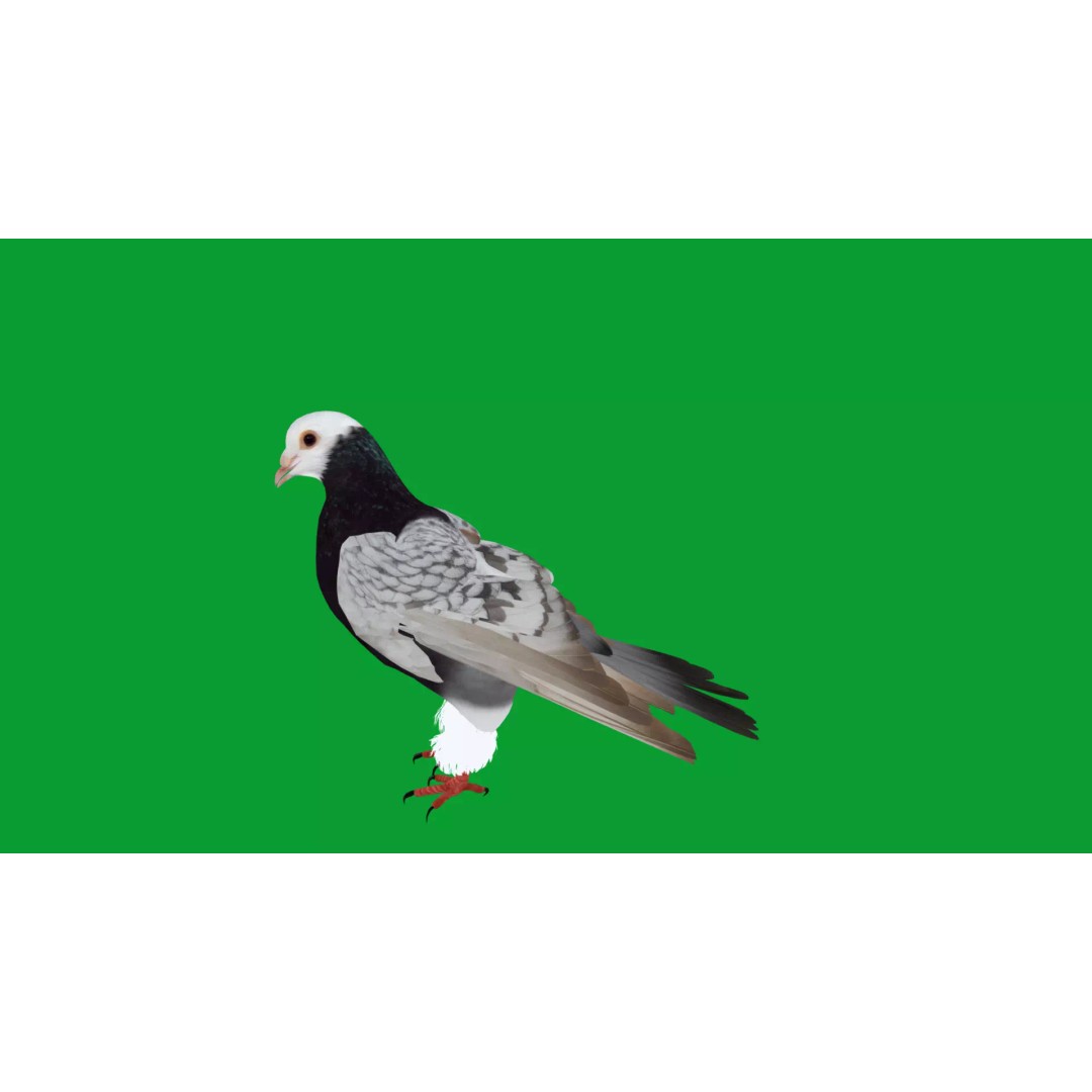 Saxon Monk Pigeon 3D Model – Low Poly Game Ready Asset, FBX - View 37