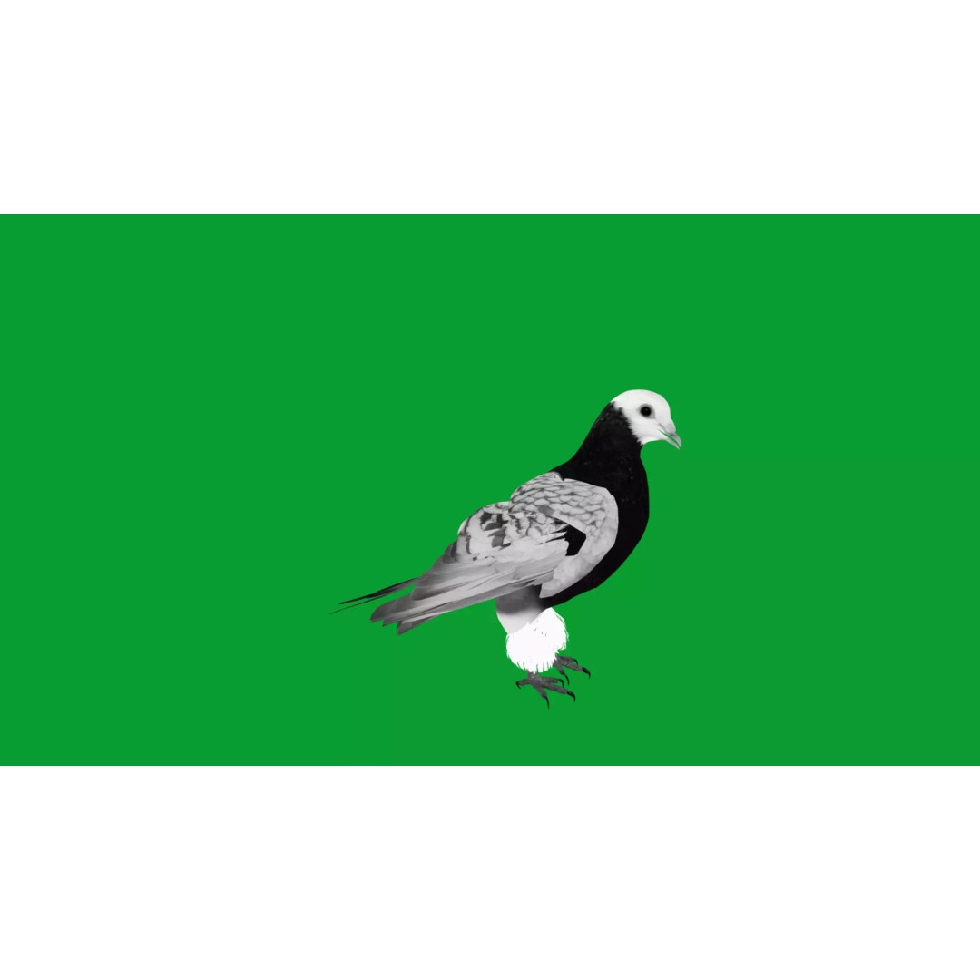 Saxon Monk Pigeon 3D Model – Low Poly Game Ready Asset, FBX - View 38