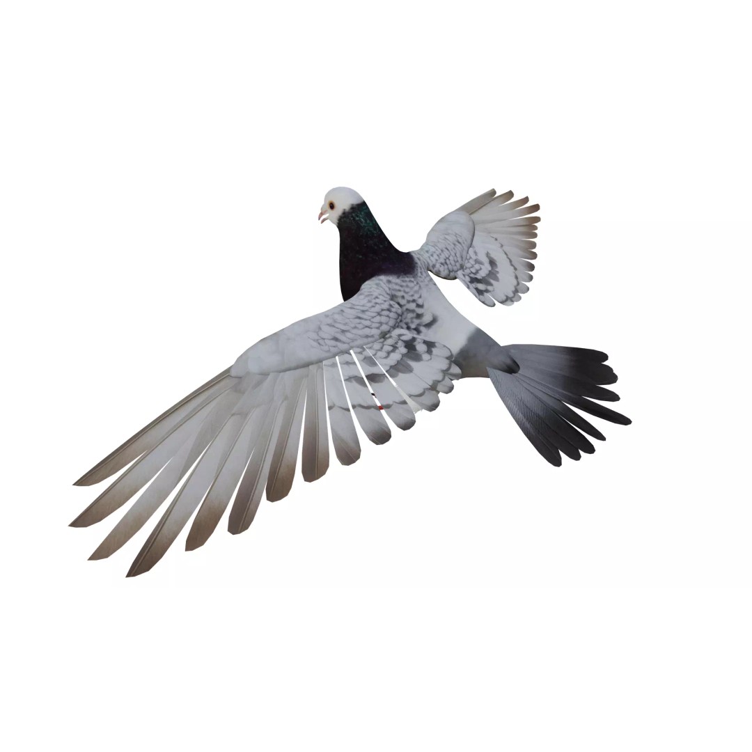 Saxon Monk Pigeon 3D Model – Low Poly Game Ready Asset, FBX - View 4