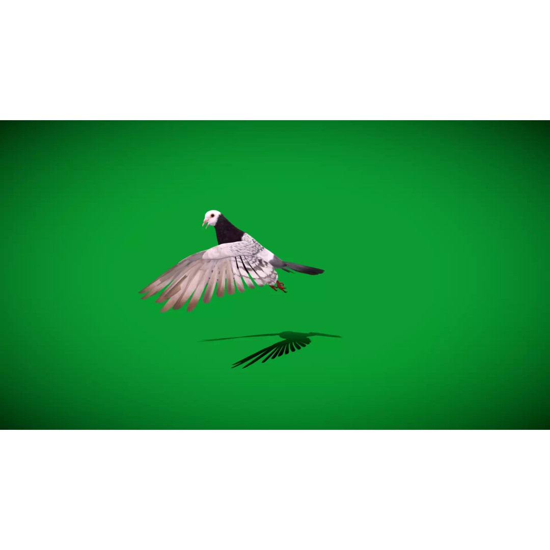 Saxon Monk Pigeon 3D Model – Low Poly Game Ready Asset, FBX - View 40