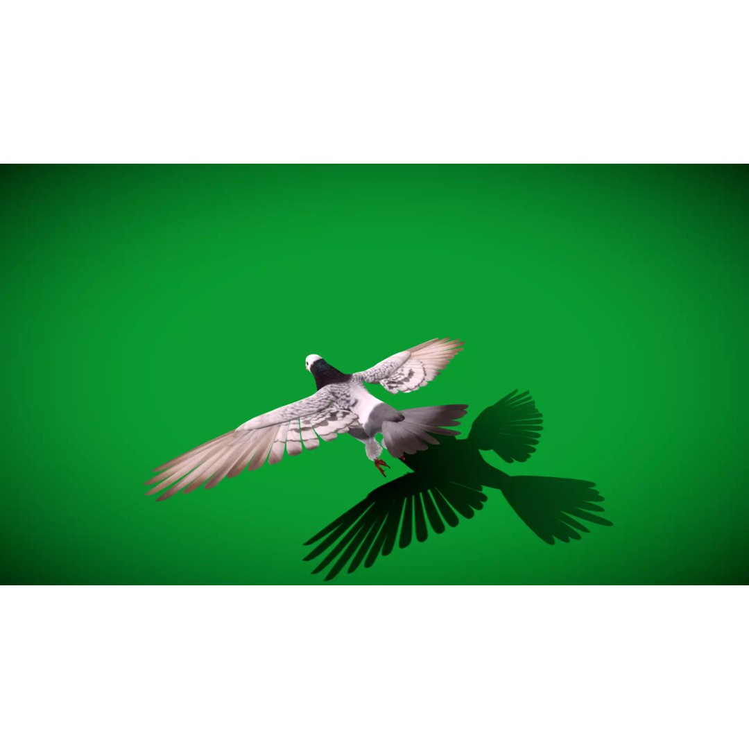 Saxon Monk Pigeon 3D Model – Low Poly Game Ready Asset, FBX - View 41