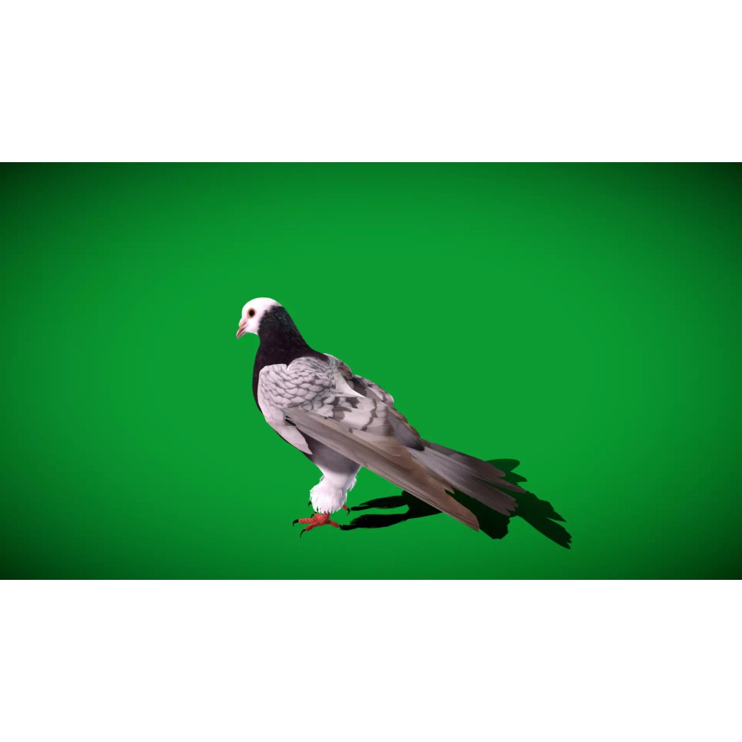 Saxon Monk Pigeon 3D Model – Low Poly Game Ready Asset, FBX - View 42
