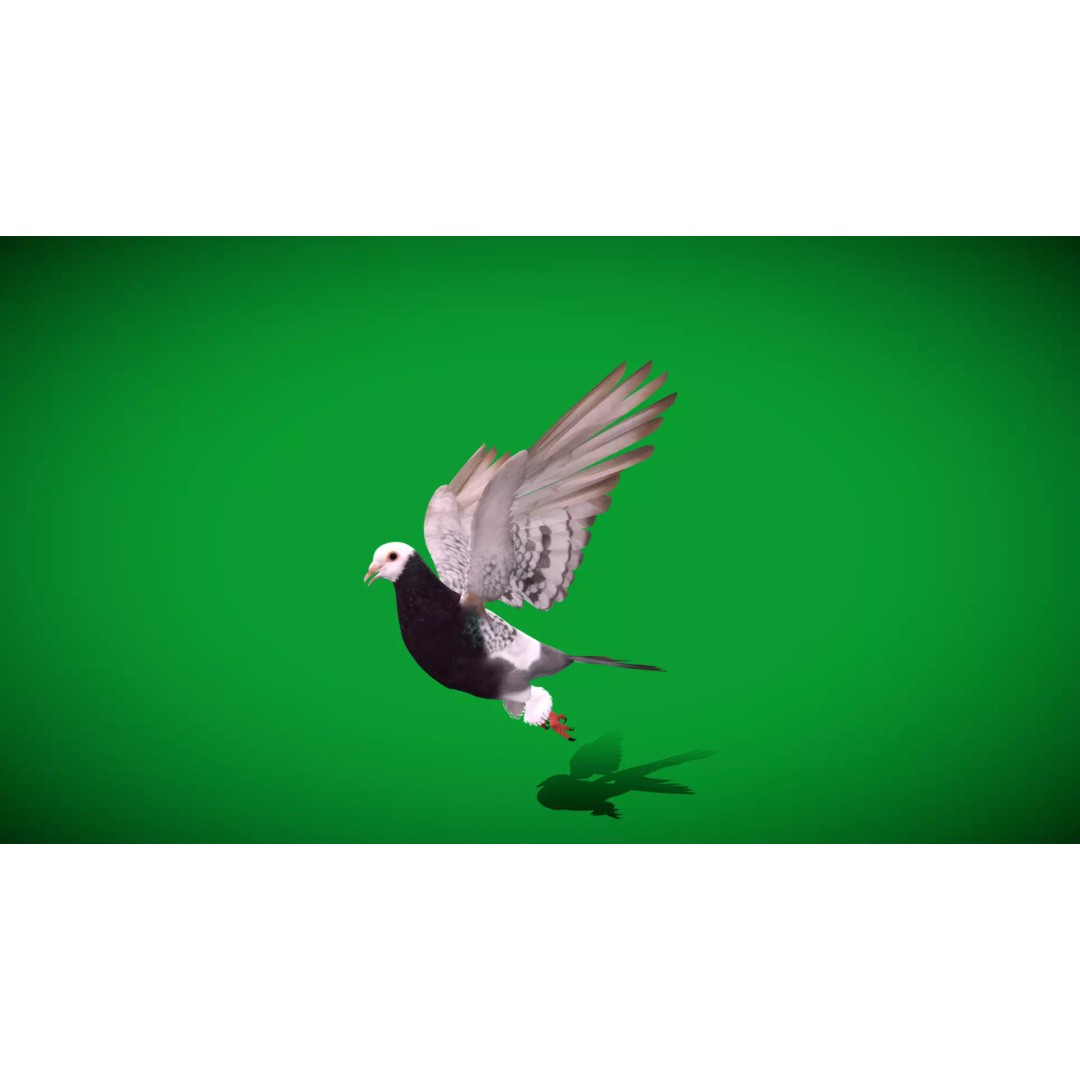 Saxon Monk Pigeon 3D Model – Low Poly Game Ready Asset, FBX - View 43