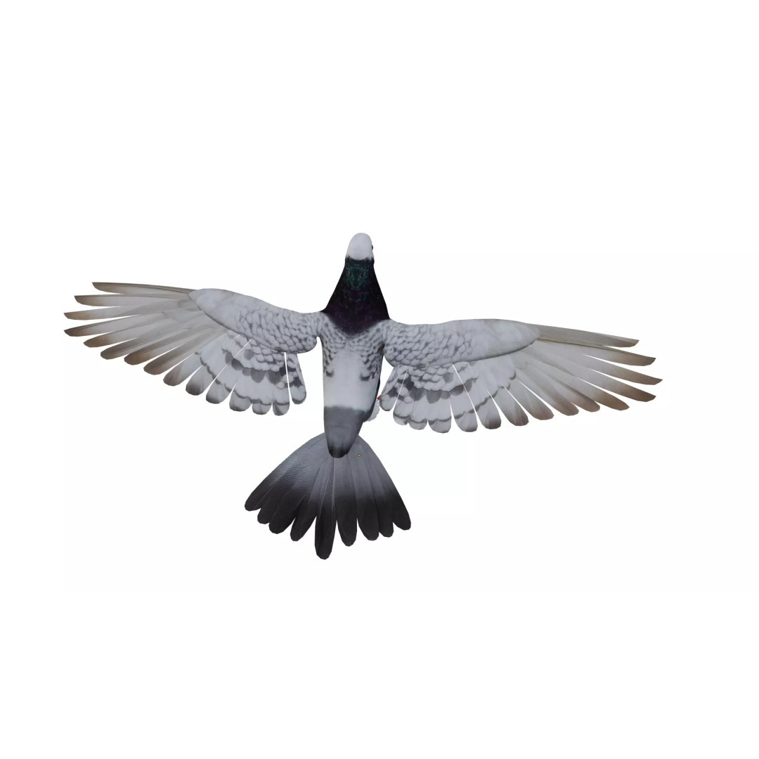 Saxon Monk Pigeon 3D Model – Low Poly Game Ready Asset, FBX - View 5
