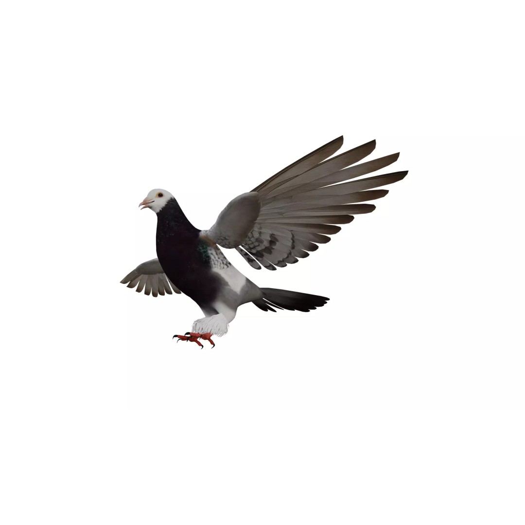 Saxon Monk Pigeon 3D Model – Low Poly Game Ready Asset, FBX - View 6