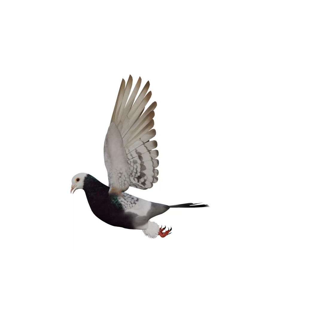 Saxon Monk Pigeon 3D Model – Low Poly Game Ready Asset, FBX - View 7