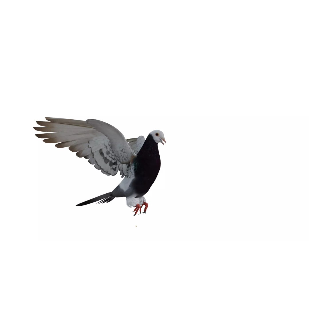 Saxon Monk Pigeon 3D Model – Low Poly Game Ready Asset, FBX - View 8