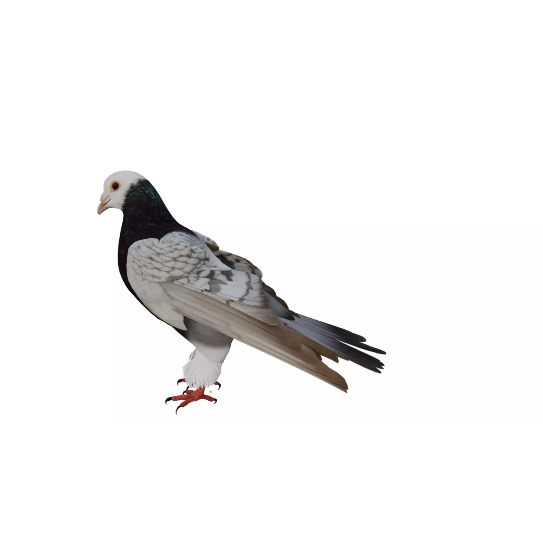 Saxon Monk Pigeon 3D Model – Low Poly Game Ready Asset, FBX - View 9