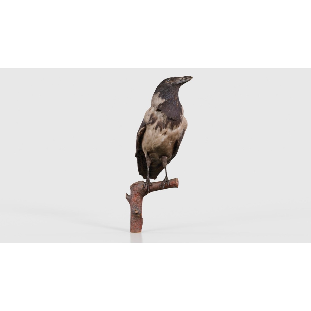 Hooded Crow 3D Model – Low Poly Game Asset, PBR Textures, FBX