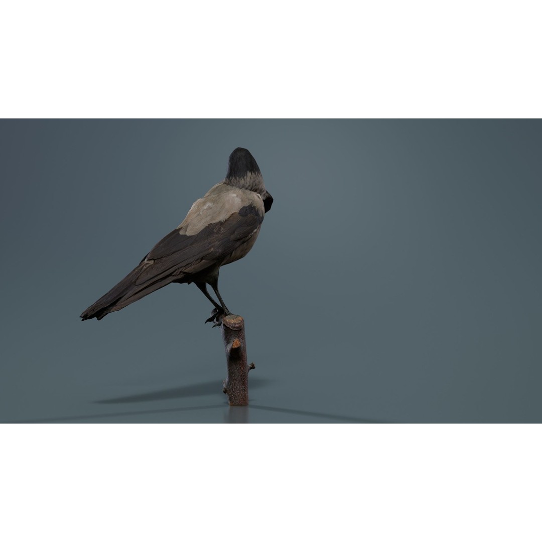 Hooded Crow 3D Model – Low Poly Game Asset, PBR Textures, FBX - View 10
