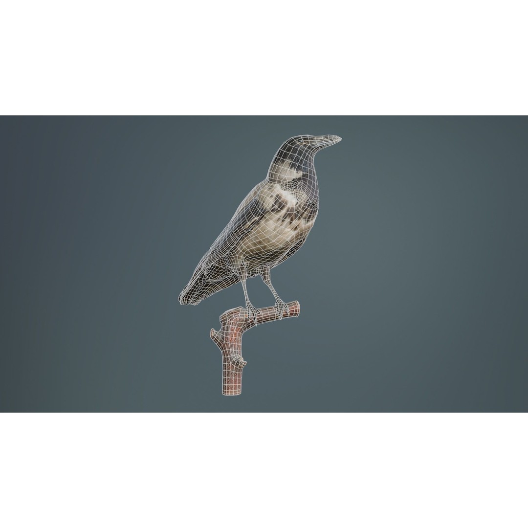 Hooded Crow 3D Model – Low Poly Game Asset, PBR Textures, FBX - View 11