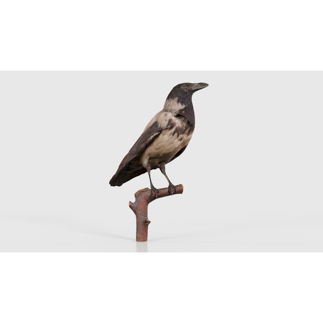 Hooded Crow 3D Model – Low Poly Game Asset, PBR Textures, FBX - View 17